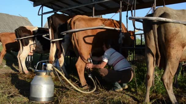 Woman milking machine cow — Stock Video