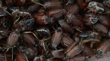 kahverengi chafer tarama