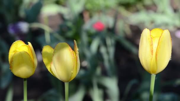 Goutte de rosée fleur de tulipe 