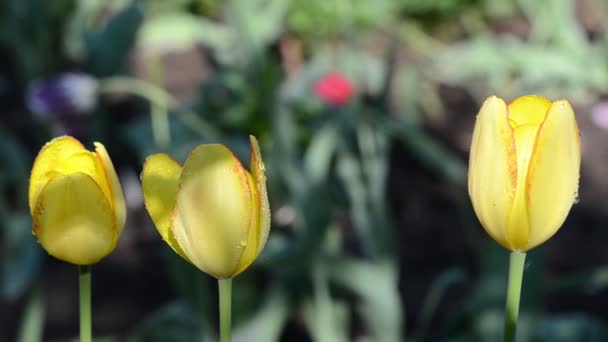 Dew drop tulip flower — Stockvideo