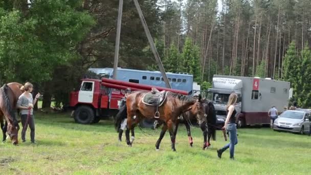 Chica calentamiento caballo — Vídeo de stock