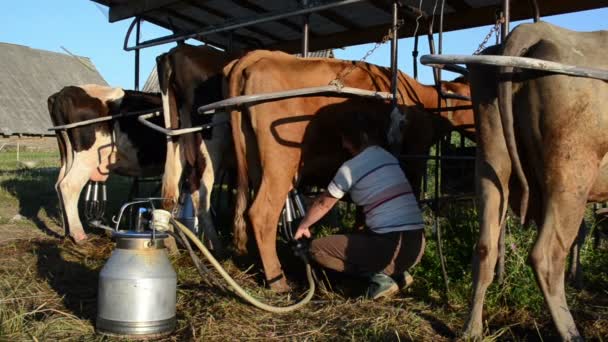 Mulher ordenha máquina vaca — Vídeo de Stock