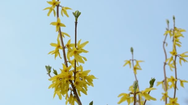 Forsythie-Buschblüte — Stockvideo