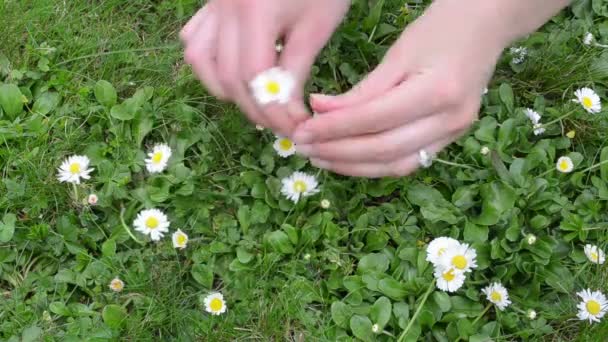 Vrouw hand daisy flower — Stockvideo