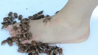 çıplak ayak üzerinde gezinmeler bugs