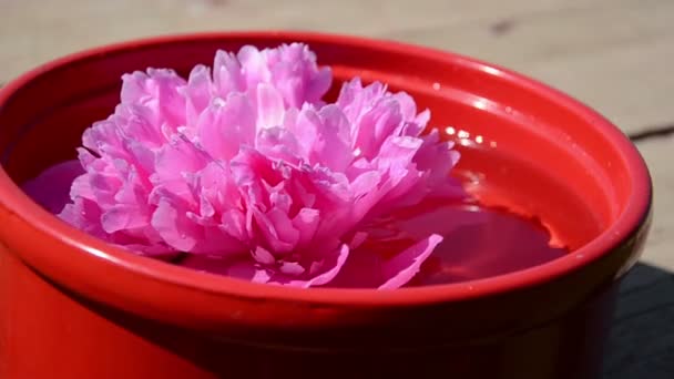 Peony in water — Stock Video