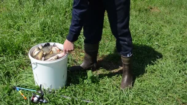 Man measure bream — Stock Video