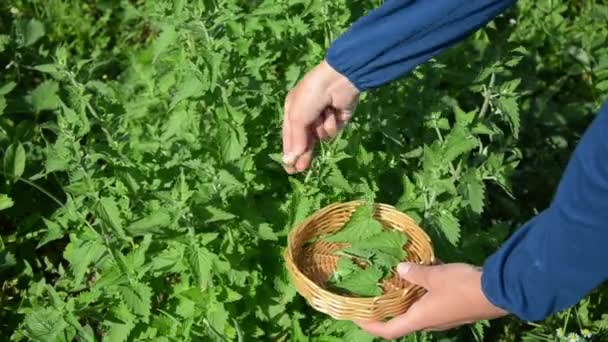 Herbalist lemon-balm leaf — Stock Video