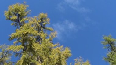 Karaçam ağacı sonbahar gökyüzü