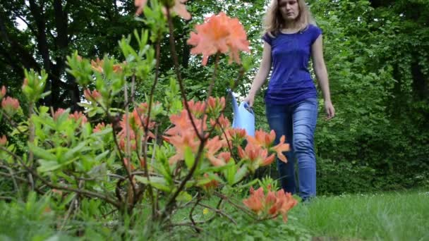 Vrouw rhododendron water — Stockvideo
