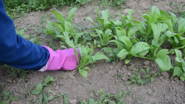 Mano larva malezas jardín — Vídeo de stock