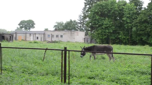 Donkey graze woman rain — Stock Video