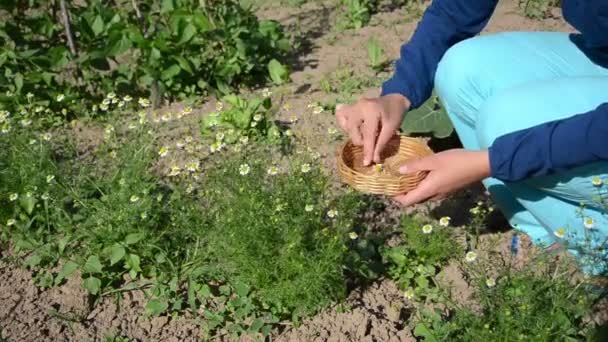 Mädchen Kamille Kräuterpflücke — Stockvideo