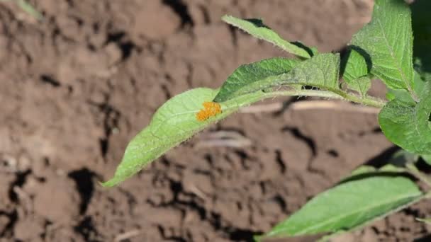 Colorado kever eieren blad — Stockvideo