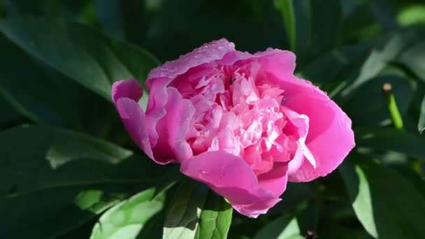 Piwonia kwiat kwiat rosa — Wideo stockowe