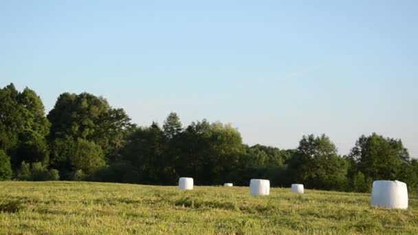 Animal feed haystack — Stock Video