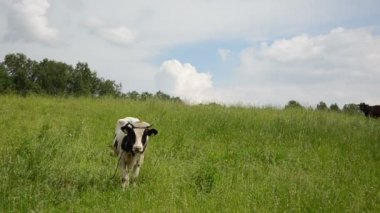 Boğa otlatmak çim atsineği