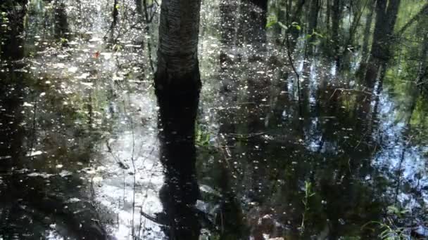 Bosque pantanoso hombre — Vídeos de Stock