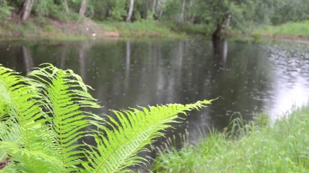 Drops of rain pond — Stock Video