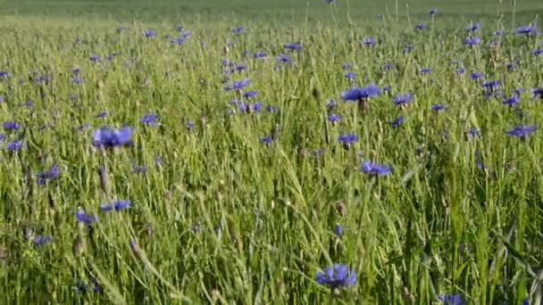 Hand bluet flower — Stock Video