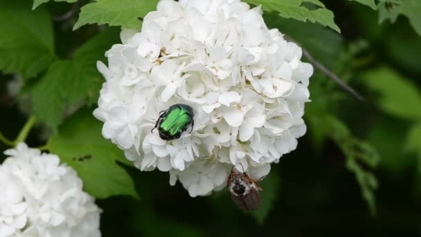 Bugs sur inflorescence — Video