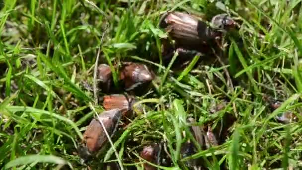 Brown beetle green grass — Stock Video