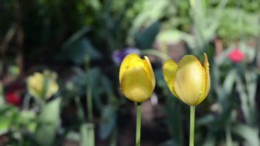 Lale çiçek su damlaları