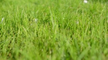 Pembe ağaç yaprakları