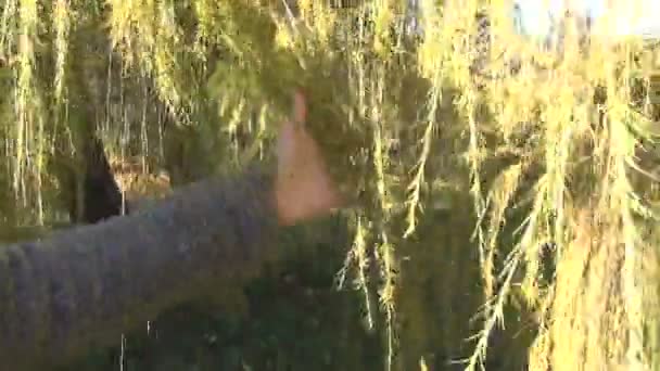 Branche de mélèze 