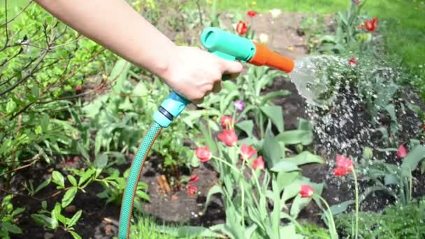 Hand hose flower water — Stock Video