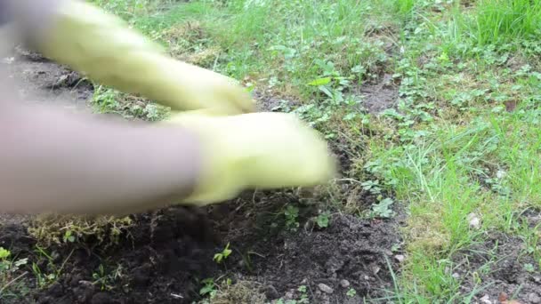 Ogrodnik kret pułapka — Wideo stockowe