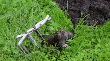 ölü köstebek hayvan tuzağı