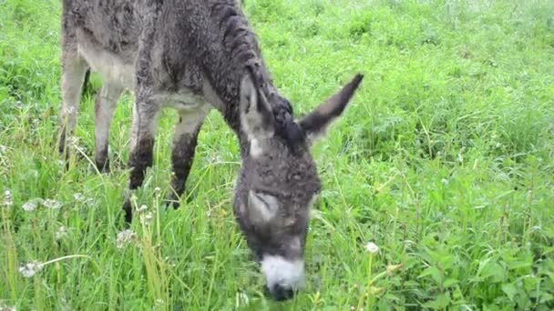 Donkey graze pasture rain — Stock Video