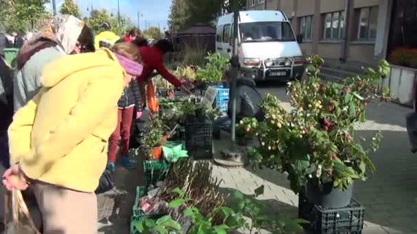 Fruiter zaailing markt — Stockvideo