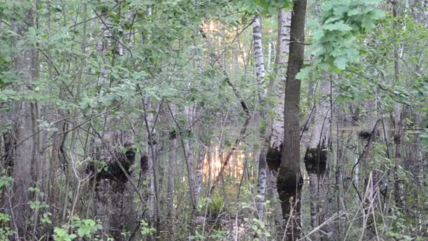 Overstroomd bomen zon weerspiegelen — Stockvideo