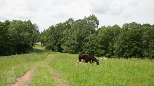 Stier graze weg huis — Stockvideo