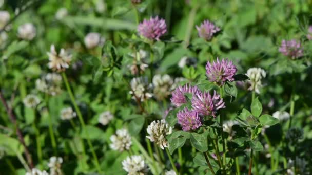 Dewy clover plants — Stock Video