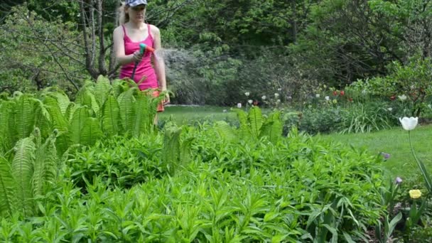 Mulher planta samambaia água — Vídeo de Stock