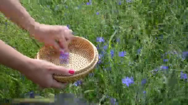 Hand pick cornflower herb — Stock Video