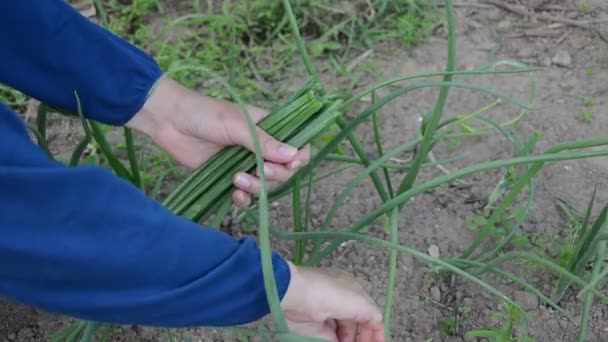 Recogida de cebolla verde mano — Vídeo de stock