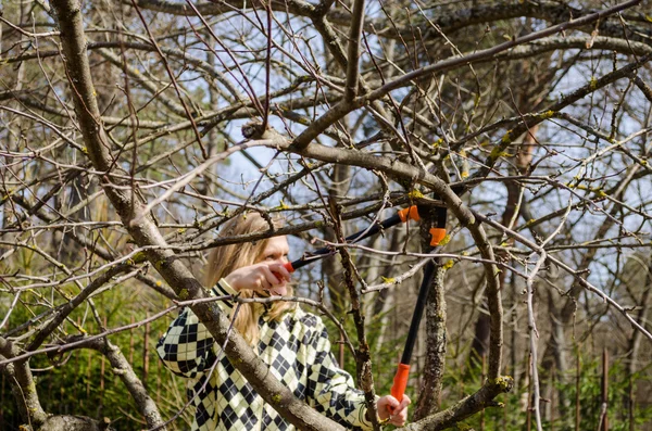 Frau schnitt alten Baum im zeitigen Frühjahr mit Schere zurück — Stockfoto