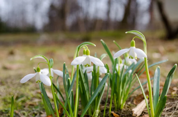 Frühlingsblume Schneeglöckchen mit grünen Blättern in der Erde — Stockfoto