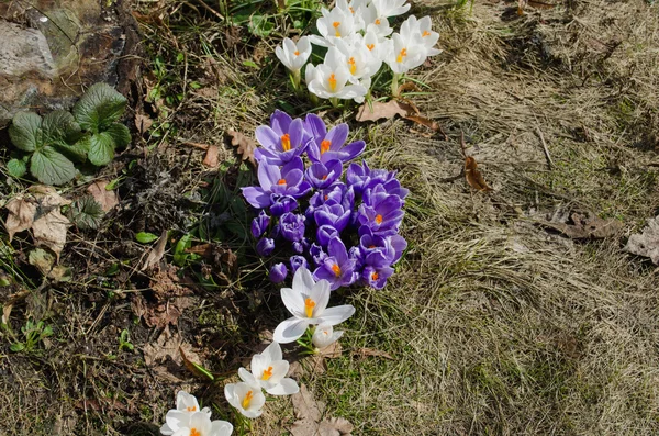 Grupa kolorowy krokus wiosna kwiatów w ogrodzie — Zdjęcie stockowe