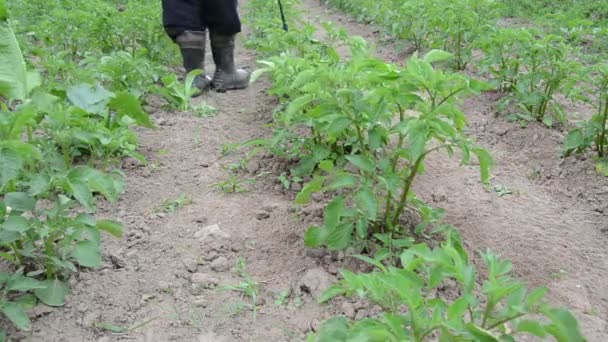 Jardinier lutter contre les mauvaises herbes nuisibles — Video