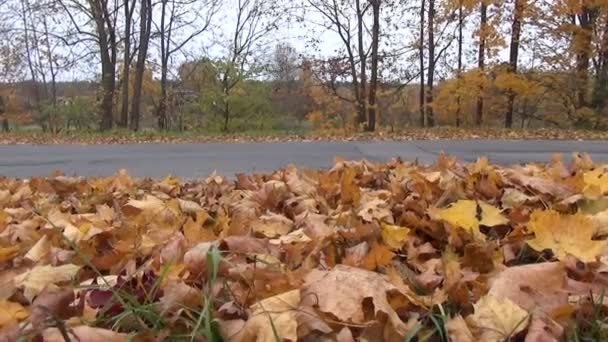 Стежка листя ступні — стокове відео