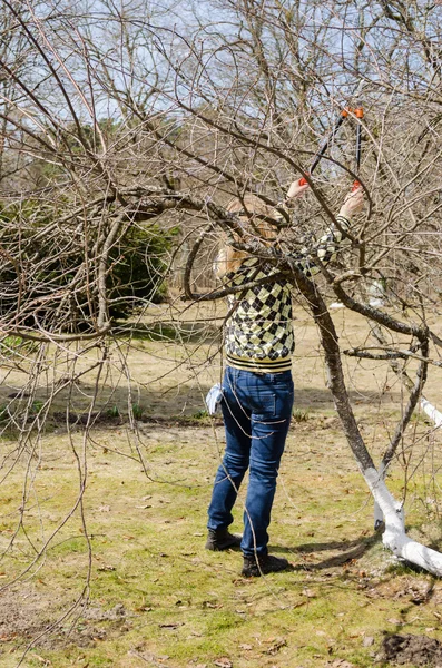 Donne con secateur tra rami di albero patuluos — Foto Stock