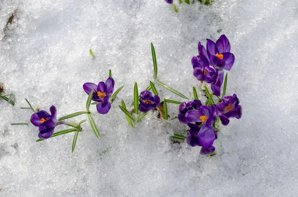 Close-up van eerste lente violet Krokussen op sneeuw — Stockfoto