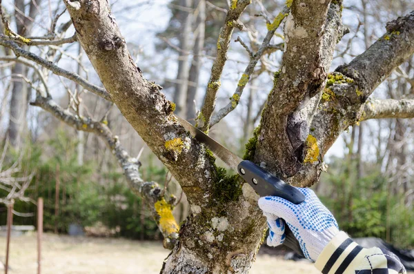Handsäge an den dicken Ästen des trockenen Baumes — Stockfoto