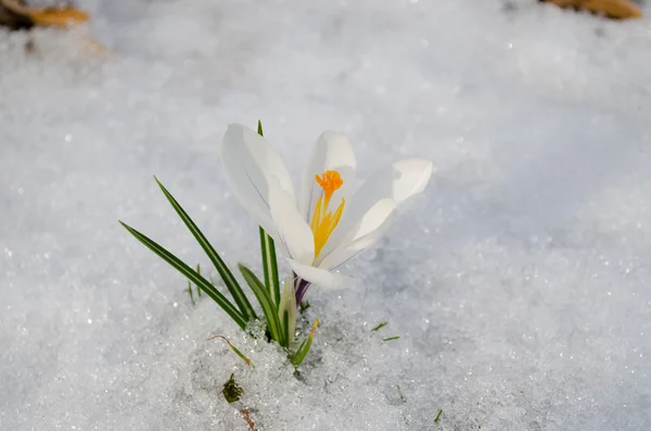 Närbild crocus blomma i snö, första tecken på våren Stockbild