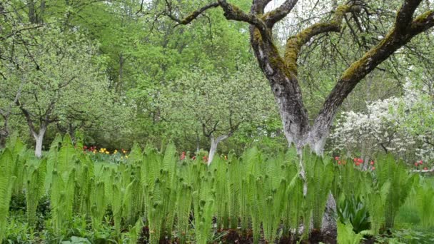 Botas de jardín mujer helecho — Vídeo de stock